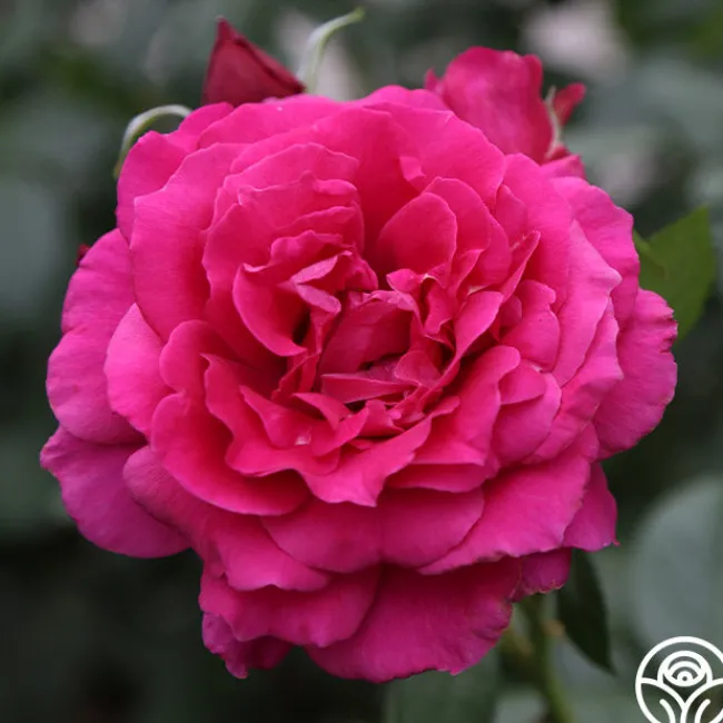 Pretty Lady Rose™>Heirloom Roses
