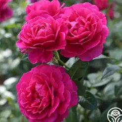 Pretty Lady Rose™>Heirloom Roses