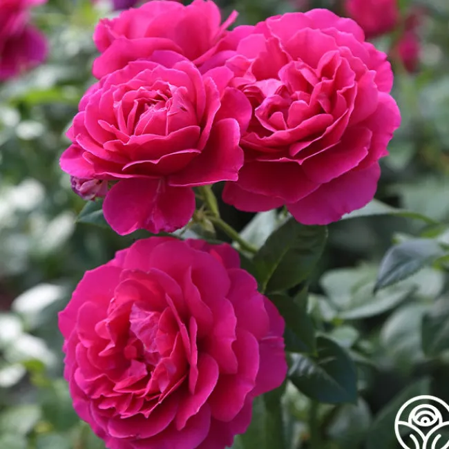 Pretty Lady Rose™>Heirloom Roses