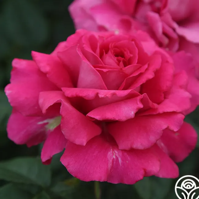 Pretty Lady Rose™>Heirloom Roses