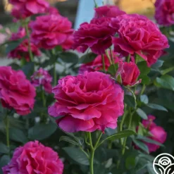 Pretty Lady Rose™><noscript><img width=