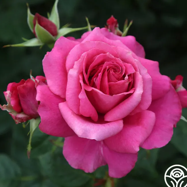 Pretty Lady Rose™>Heirloom Roses