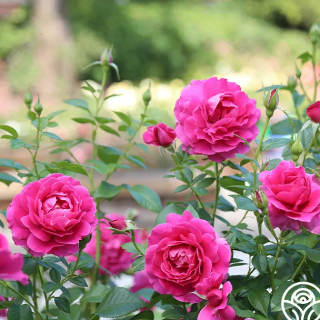Pretty Lady Rose™>Heirloom Roses
