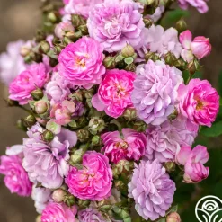 Pretty Polly® Lavender>Heirloom Roses Online