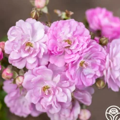 Pretty Polly® Lavender>Heirloom Roses Online