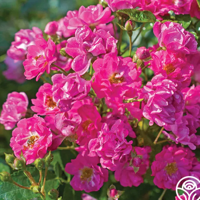 Pretty Polly® Pink>Heirloom Roses New