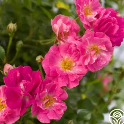 Pretty Polly® Pink>Heirloom Roses New