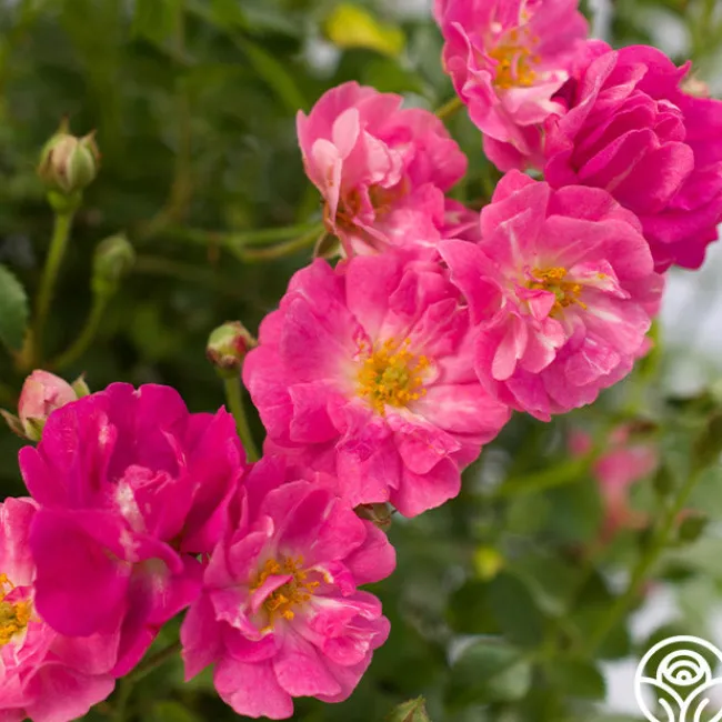 Pretty Polly® Pink>Heirloom Roses New