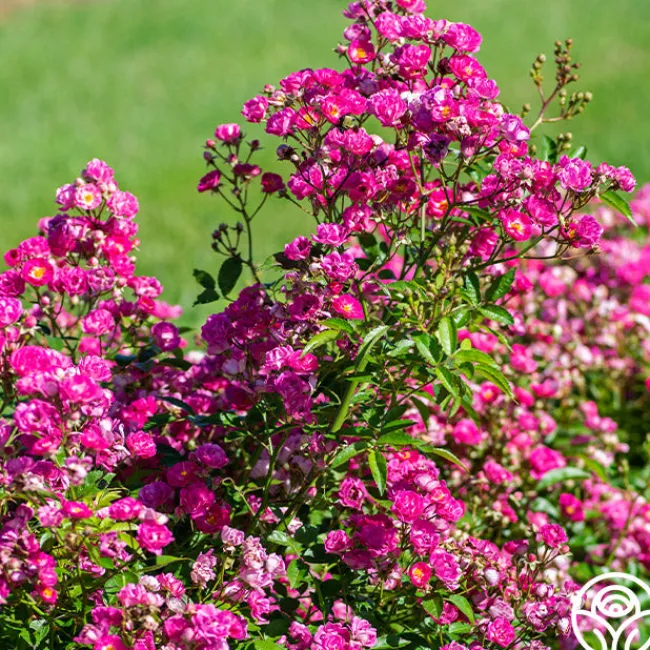 Pretty Polly® Pink>Heirloom Roses New