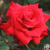 Pride Of England™>Heirloom Roses Online