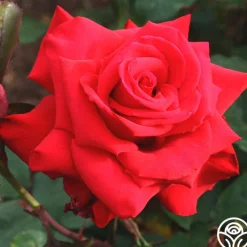 Pride Of England™>Heirloom Roses Online
