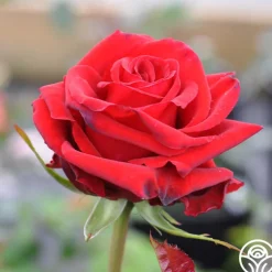 Pride Of England™>Heirloom Roses Online