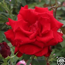 Pride Of England™><noscript><img width=
