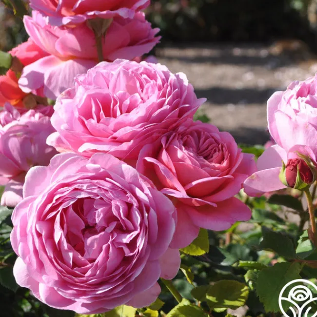 Princess Alexandra of Kent>Heirloom Roses Online