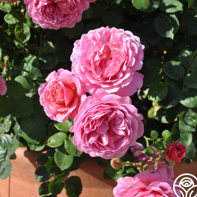 Princess Alexandra of Kent>Heirloom Roses Online