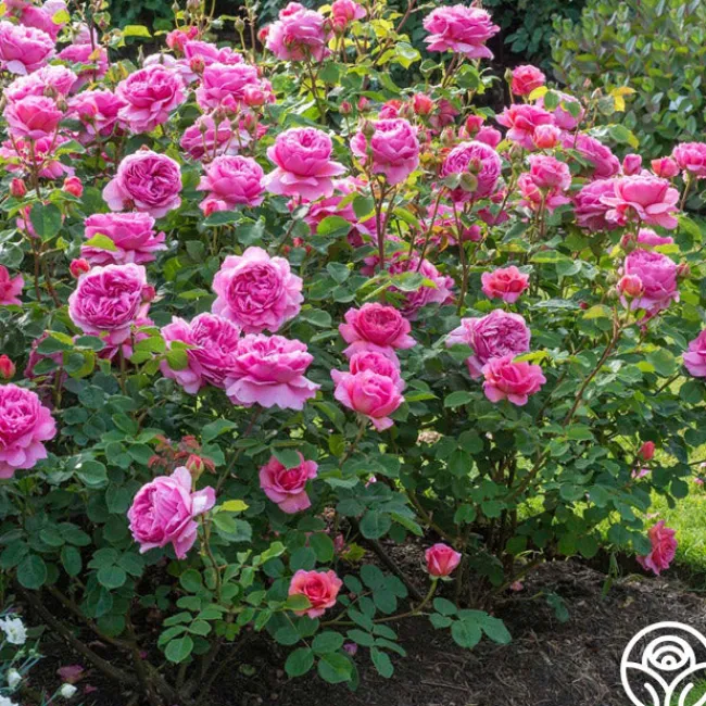 Princess Alexandra of Kent>Heirloom Roses Online