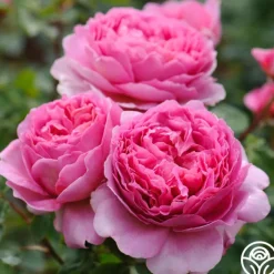 Princess Alexandra of Kent><noscript><img width=