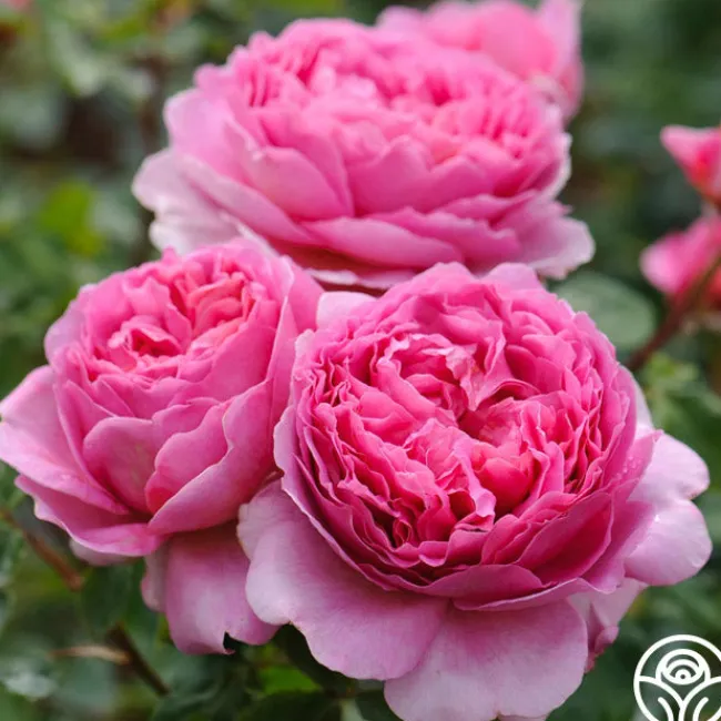 Princess Alexandra of Kent>Heirloom Roses Online