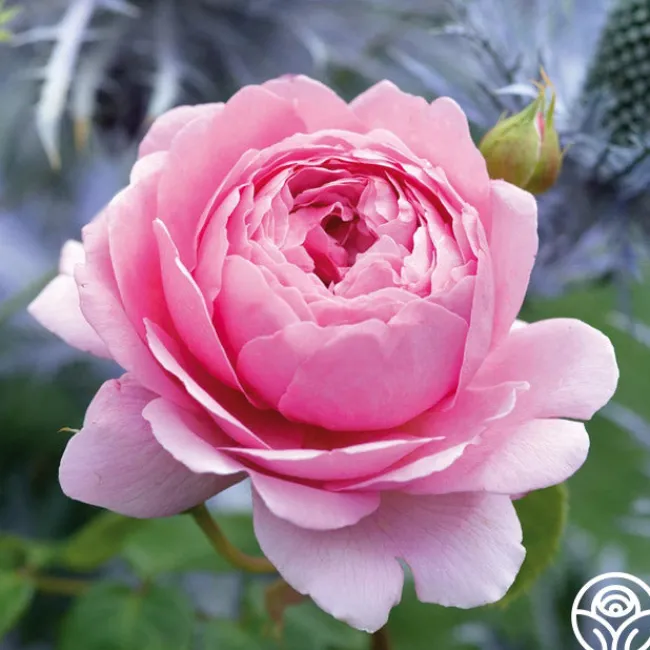 Princess Alexandra of Kent>Heirloom Roses Online