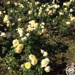 Princess Buttercup®>Heirloom Roses Best