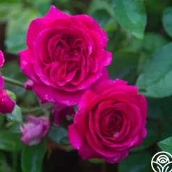 Princess Elise™>Heirloom Roses