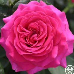 Princess Elise™>Heirloom Roses