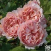 Princesse Charlene de Monaco®>Heirloom Roses Sale