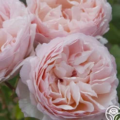 Princesse Charlene de Monaco®>Heirloom Roses Sale