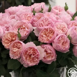 Princesse Charlene de Monaco®><noscript><img width=