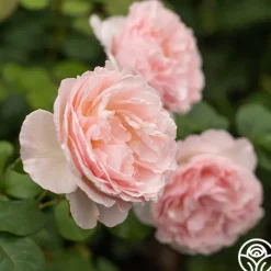 Princesse Charlene de Monaco®><noscript><img width=