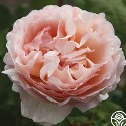 Princesse Charlene de Monaco®><noscript><img width=
