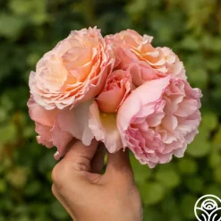 Princesse Charlene de Monaco®><noscript><img width=