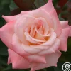 Pristine®™>Heirloom Roses Discount