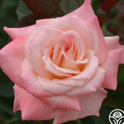 Pristine®™>Heirloom Roses Discount