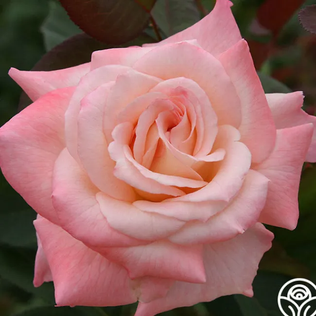 Pristine®™>Heirloom Roses Discount