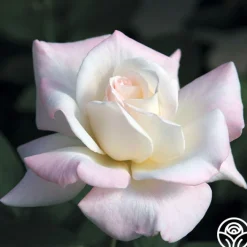 Pristine®™>Heirloom Roses Discount