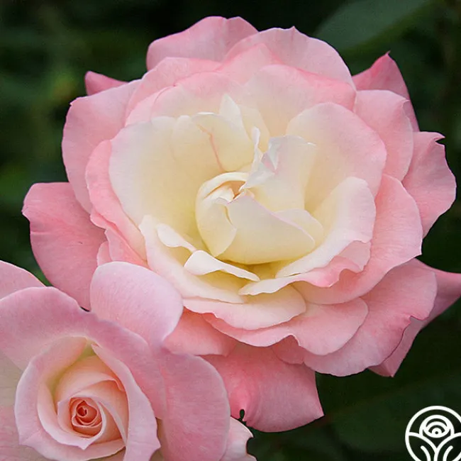 Pristine®™>Heirloom Roses Discount