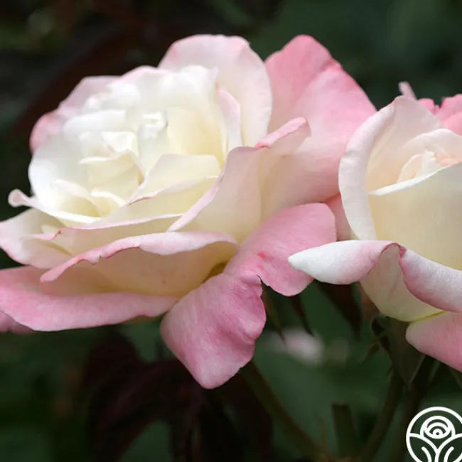 Pristine®™>Heirloom Roses Discount