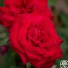 Proud Land®>Heirloom Roses Sale