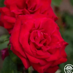 Proud Land®>Heirloom Roses Sale