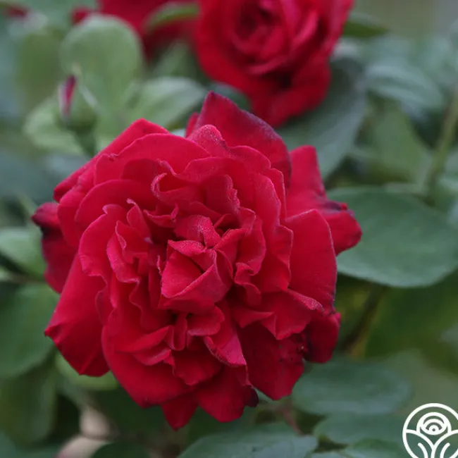 Proud Land®>Heirloom Roses Sale