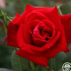 Proud Land®><noscript><img width=