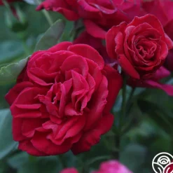 Proud Land®><noscript><img width=