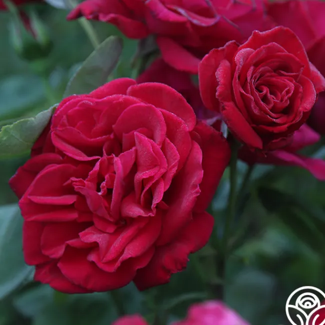 Proud Land®>Heirloom Roses Sale