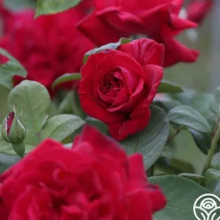 Proud Land®><noscript><img width=