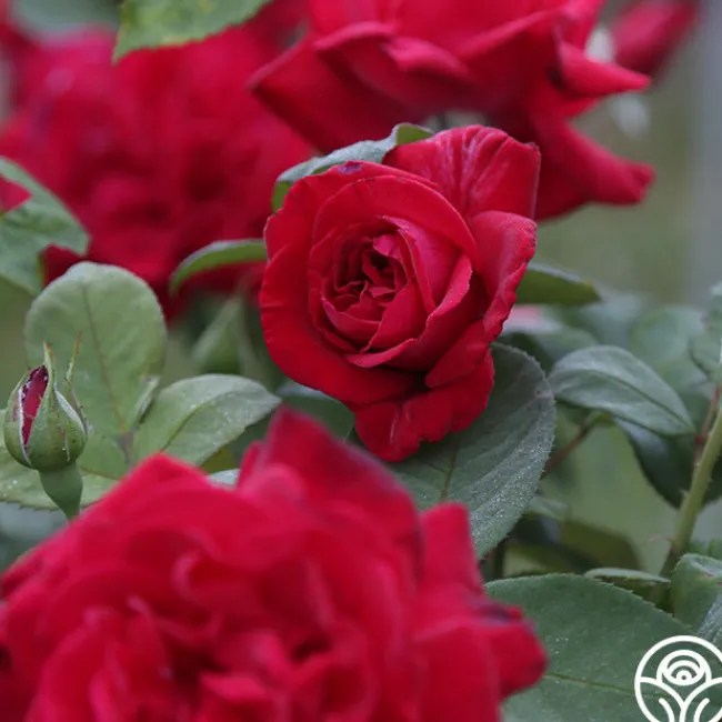 Proud Land®>Heirloom Roses Sale