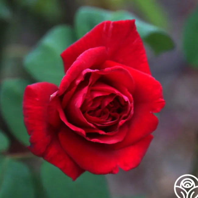 Proud Land®>Heirloom Roses Sale