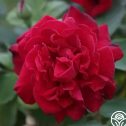 Proud Land®><noscript><img width=