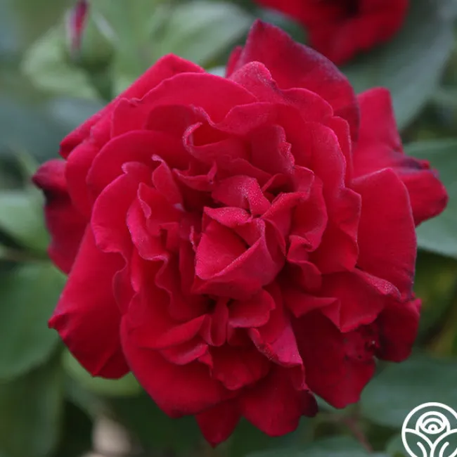 Proud Land®>Heirloom Roses Sale