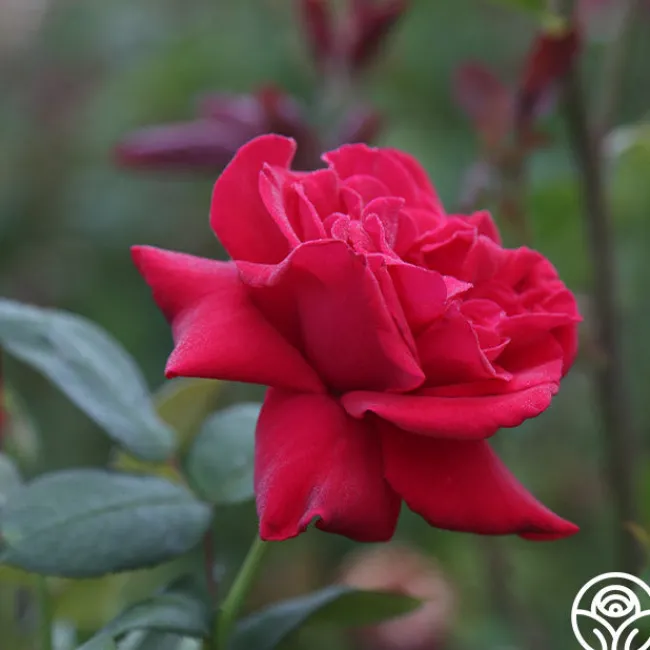 Proud Land®>Heirloom Roses Sale